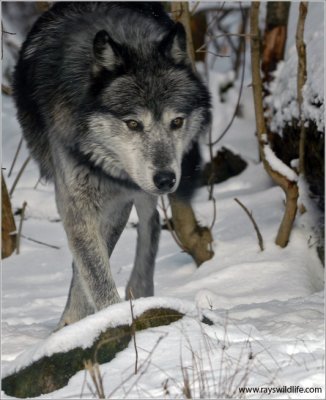 Timber Wolf 10