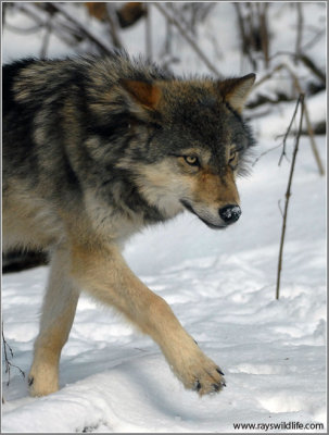 Timber Wolf 11