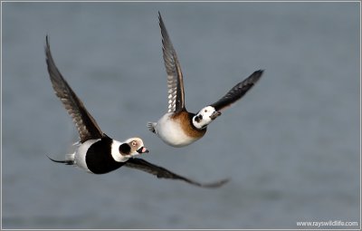 Long-tailed Ducks 18