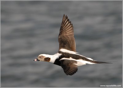 Male Long-tailed Duck 18b