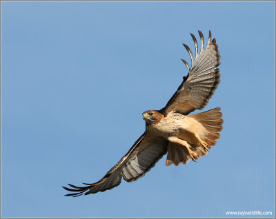 Red-tailed Hawk 42