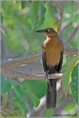 Great-tailed Grackle female 1