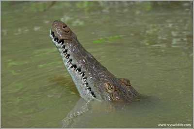 American Crocodile 2