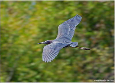 Little Blue Heron 1