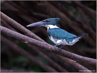 Amazon  Kingfisher 1