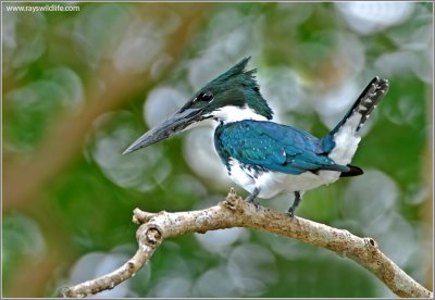 Amazon Kingfisher 2