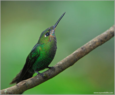 Imm Male Green-crowned Brilliant 3
