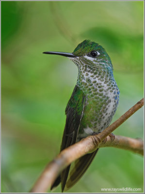 Female Green-crowned Brilliant 5