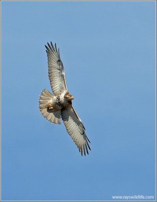 Red-tailed Hawk 86