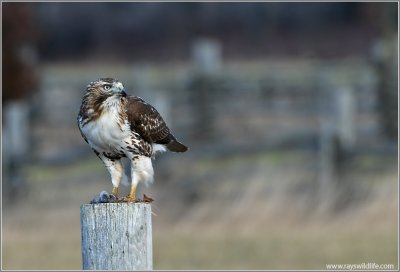 Red-tailed Hawk 96