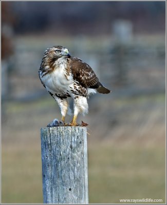 Red-tailed Hawk 52