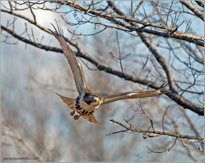 Red-tailed Hawk 55