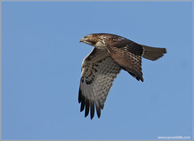 Red-tailed Hawk 61