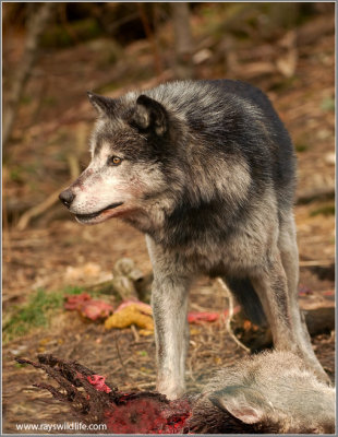 Timber Wolf 19