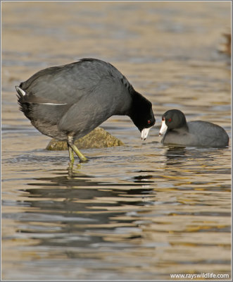 American Coots 3
