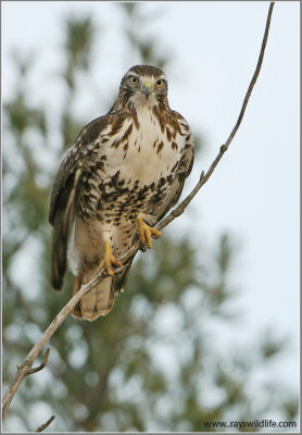 Red-tailed Hawk 64