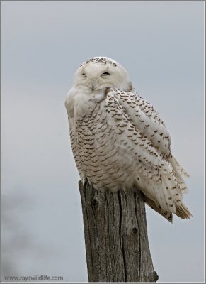 Snowy Owl 8