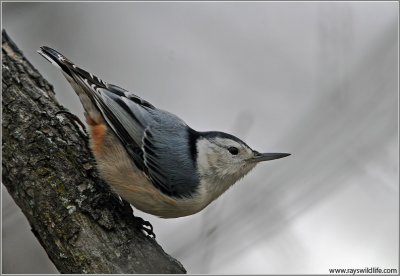 White-breasted Nuthatch 21