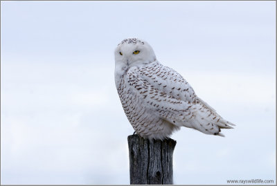 Snowy Owl 14