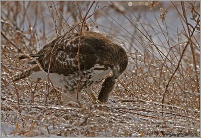 Red-tailed Hawk 68