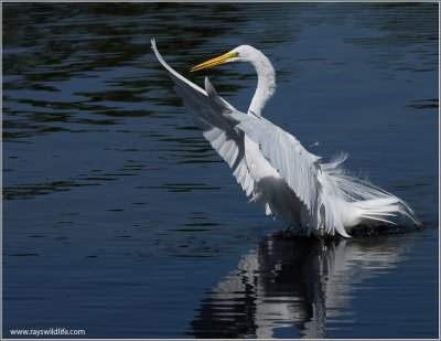 Great Egret 10