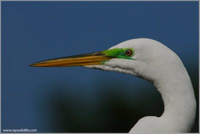 Great Egret 14