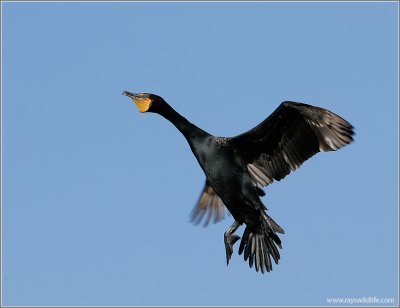 Double-crested Cormorant 9