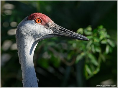 Sandhill Crane 1