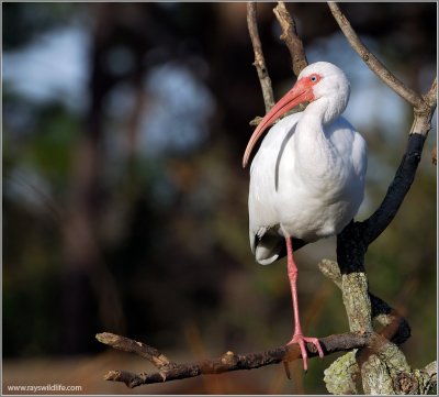 White Ibis 3