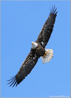 Bald Eagle 30