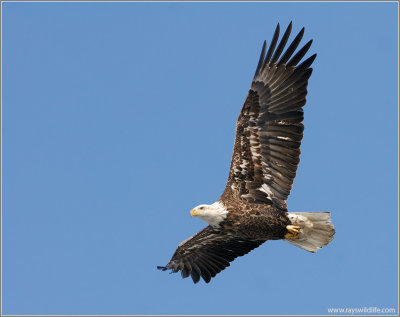 Bald Eagle 31