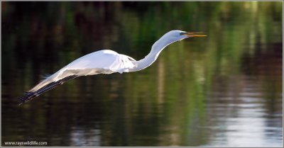 Great Egret 16