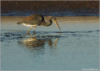 TriColoured Heron 14