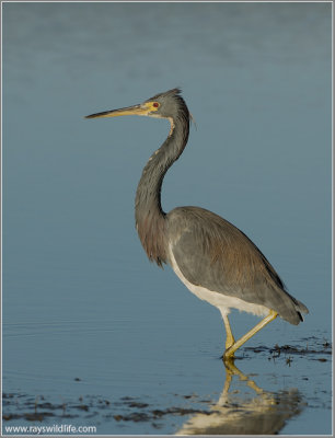 TriColoured Heron 15