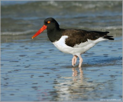 American Oystercatcher 1