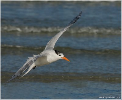 Royal Tern 1