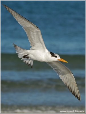 Tern Images