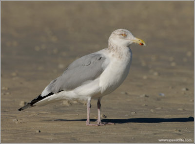 Herring Gull 1