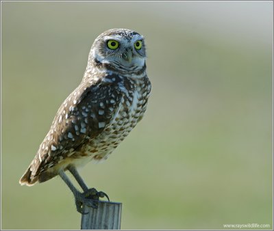 Burrowing Owl 3