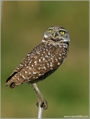 Burrowing Owl 5