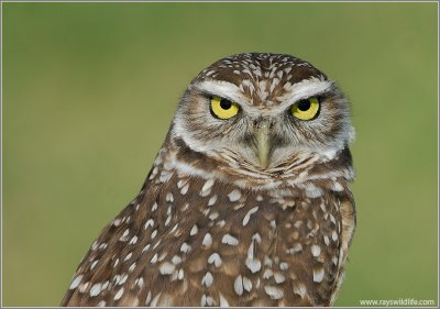 Burrowing Owl 6