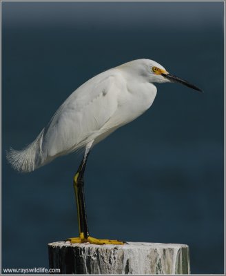 Snowy Egret 3