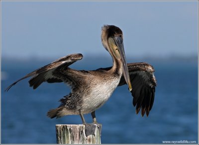 Brown Pelican 2