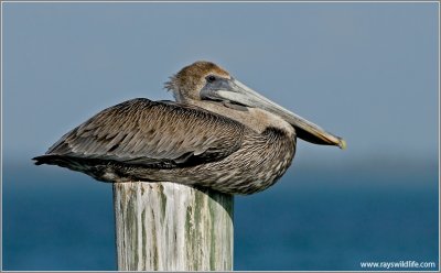 Brown Pelican 3