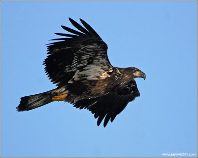 Juvenile Bald Eagle 35