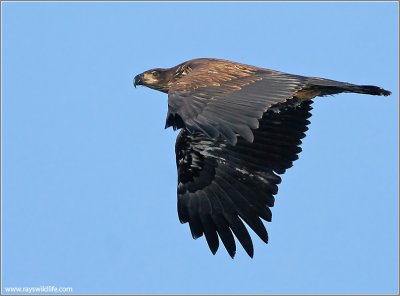 Juvenile Bald Eagle 36