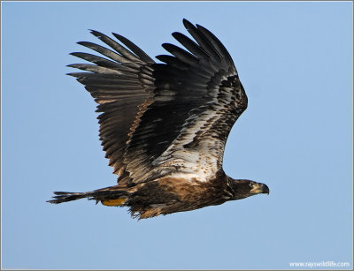 Juvenile Bald Eagle 37