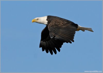 Bald Eagle 42