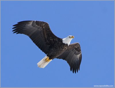 Bald Eagle 43
