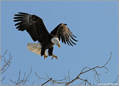 Bald Eagle 45